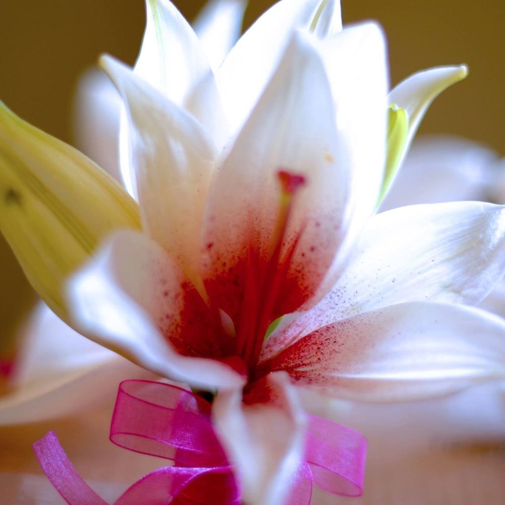 Meet your Posher, Colleen